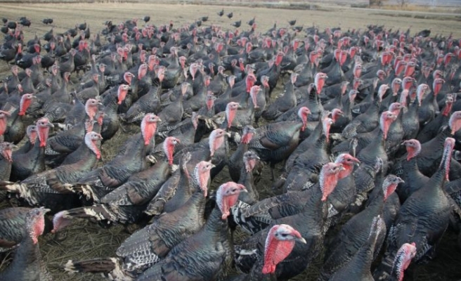 Tekirdağ'da yetiştirilen hindiler birçok ile gönderiliyor