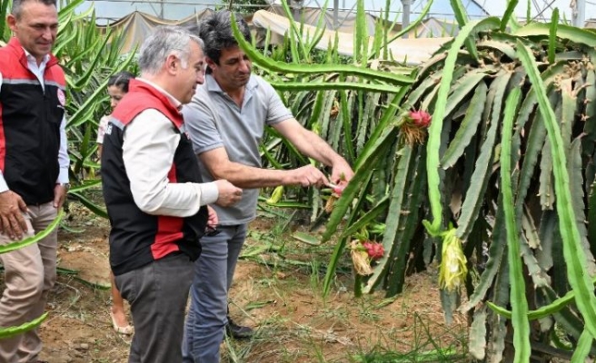 İzmir'in tarımsal çeşitliliğine Ejder Meyvesi katkısı