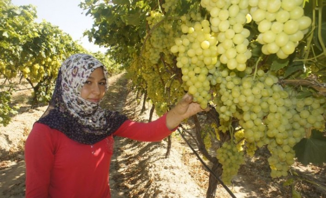 Superior Seedless çeşidi sofralık üzümün ihracat yolculuğu 11 Temmuz’da başladı