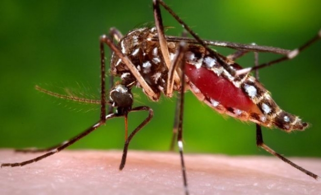 Zika virüsü seferberliği... Hava Taksi İşletmeleri'nden 'Dezenfeksiyon' talebi