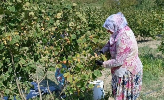 Bursa'nın Karadeniz'i Bayırköy'de fındık hasadı başladı! Bu yılki beklenen üretim miktarı 40 ton