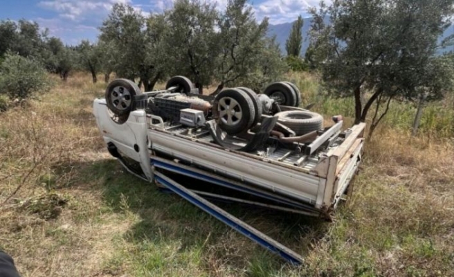 Bursa'da kontrolden çıkan kamyonet zeytin tarlasına devrildi