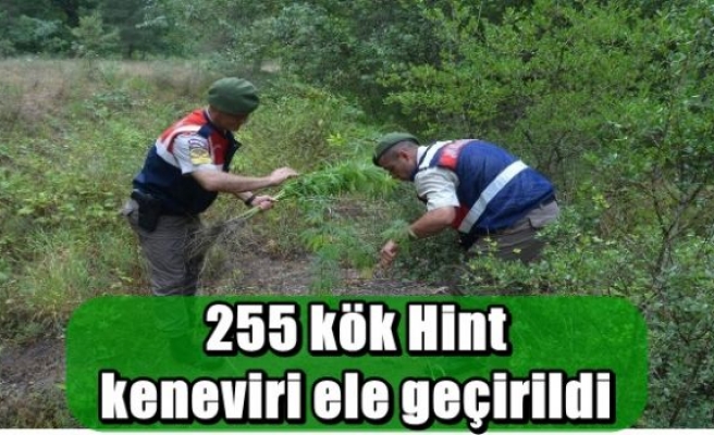  255 kök Hint keneviri ele geçirildi