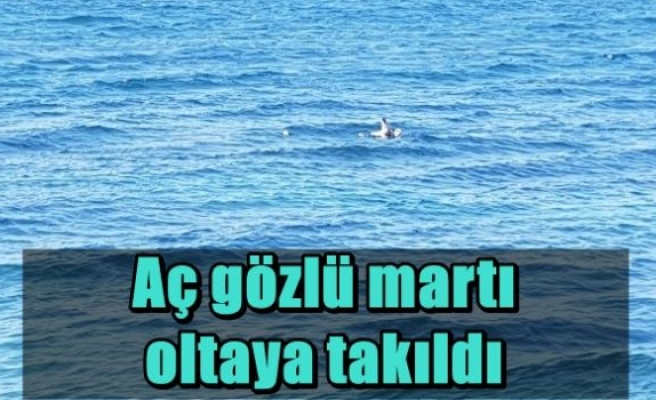 Aç gözlü martı oltaya takıldı