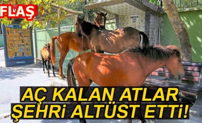 AÇ KALAN ATLAR ŞEHRİ ALTÜST ETTİ!