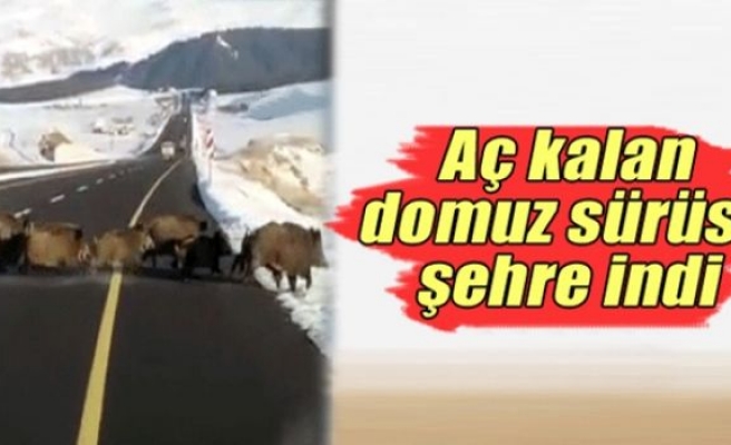 Aç kalan domuzlar kent merkezine indi