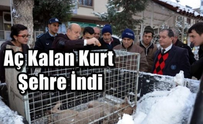 Aç Kalan Kurt Şehre İndi