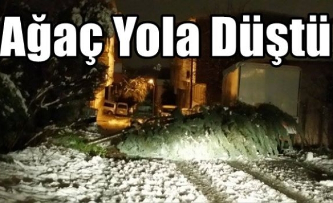 Ağaç Yola Düştü