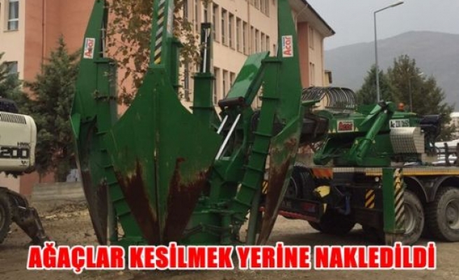 Ağaçlar kesilmek yerine nakledildi