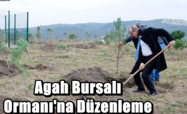 Agah Bursalı Ormanı'na Düzenleme