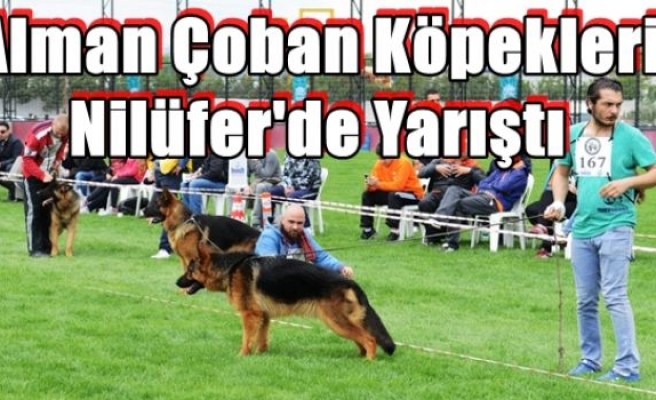 Alman Çoban Köpekleri Nilüfer'de Yarıştı