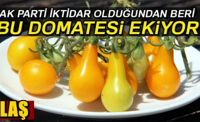 Ampul şeklinde domates!