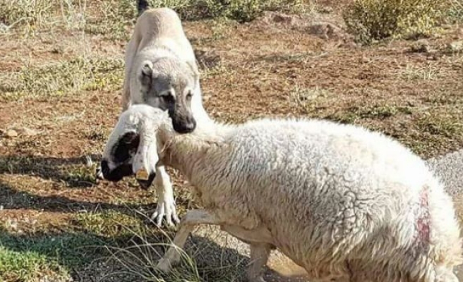 Anadolu Aslanı Boğulmakta Olan Koyunu Kurtardı!