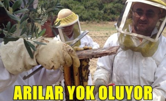 Arılar yok oluyor