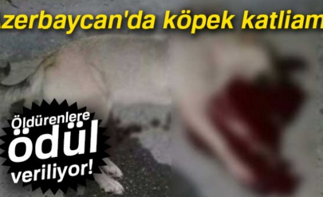 AZARBEYCAN'DA KÖPEK KATLİAMI!