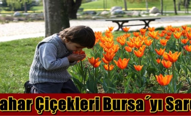 Bahar Çiçekleri Bursa´yı Sardı