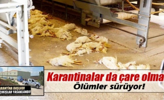 Balıkesir’de kanatlı ölümleri sürüyor