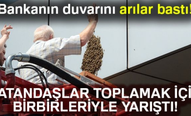 Bankanın duvarını arılar bastı