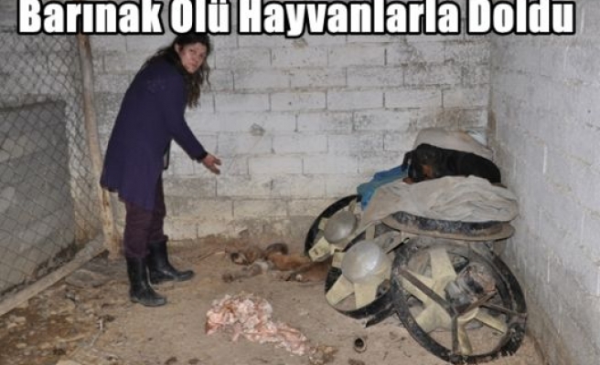 Barınak Ölü Hayvanlarla Doldu