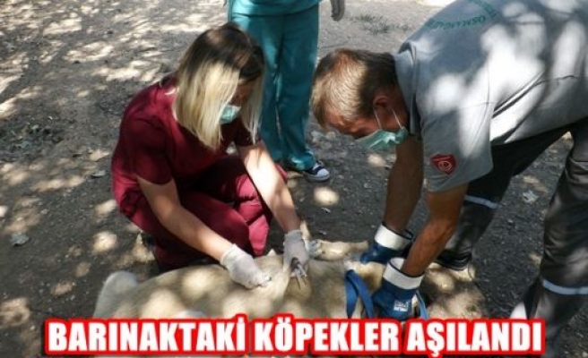 Barınaktaki köpekler aşılandı