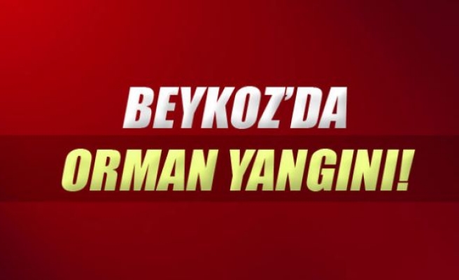 Beykoz’da orman yangını