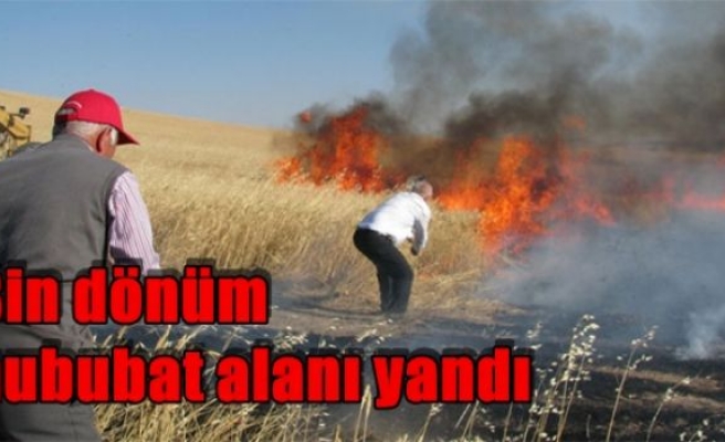 Bin dönüm hububat alanı yandı