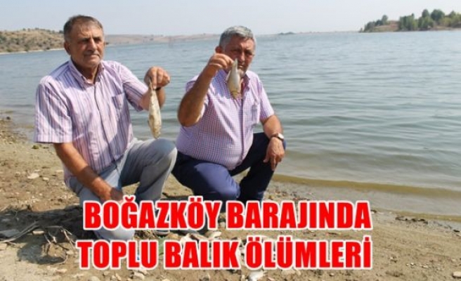 Boğazköy barajında toplu balık ölümleri