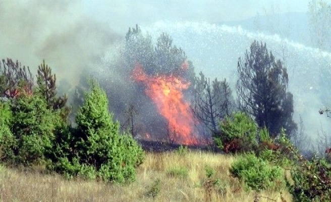 Bolu’da Orman Yangını Son Anda Söndürüldü