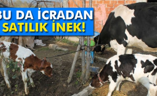 Bu da icradan satılık inek