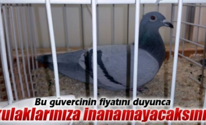 Bu güvercinin fiyatını duyunca inanamayacaksınız