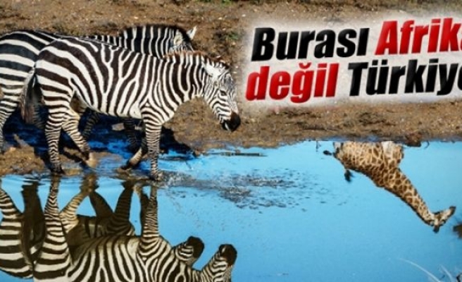 Bu kareler Afrika'dan değil Türkiye'den