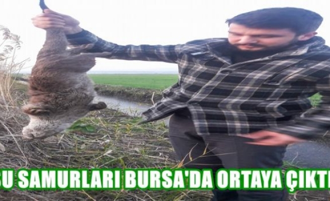 Bu kez Bursa'da ortaya çıktı