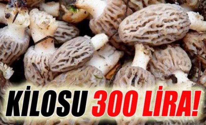 Bu mantarın kilosu 300 TL!