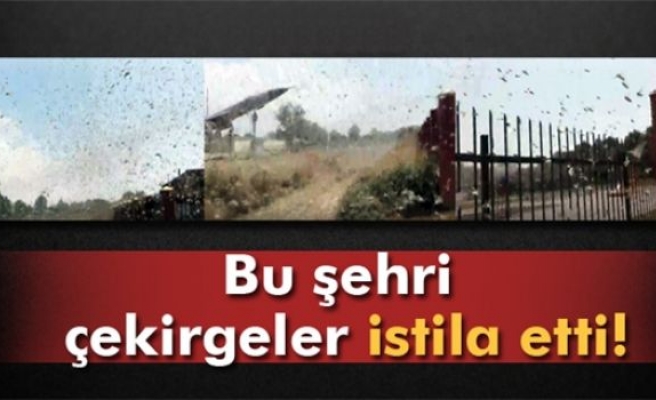 Bu şehri çekirgeler istila etti