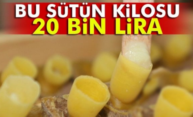 Bu sütün kilosu 20 bin lira