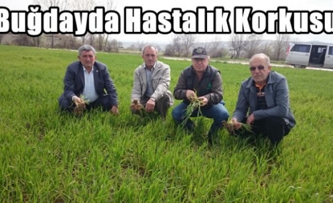 Buğdayda Hastalık Korkusu