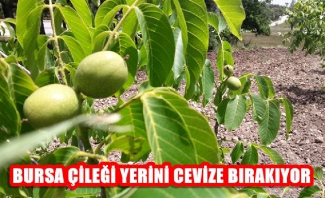 Bursa Çileği Yerini Cevize Bırakıyor