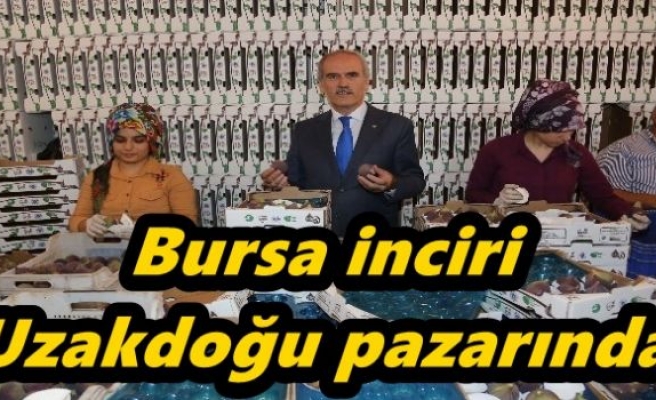 Bursa inciri Uzakdoğu pazarında