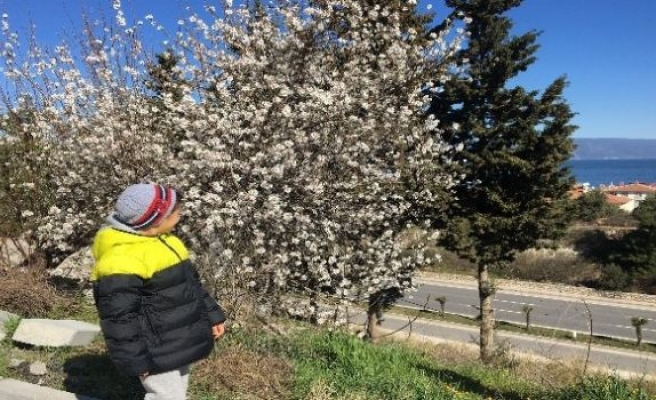 Bursa'da Ağaçlar Çiçek Açtı!