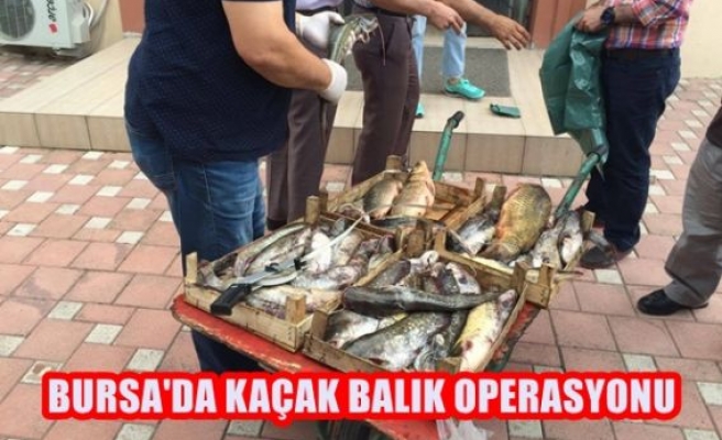 Bursa'da Kaçak Balık Operasyonu