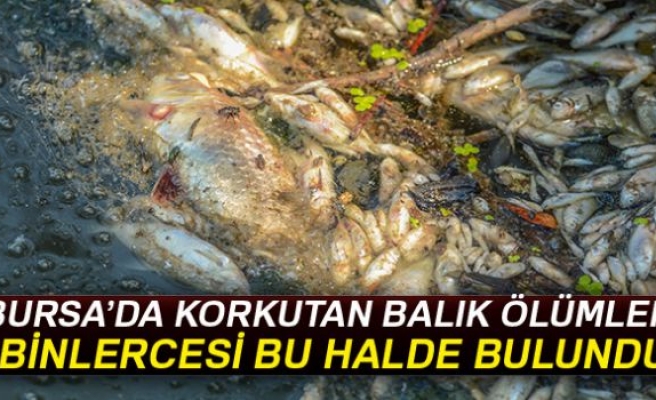 BURSA'DA KORKUTAN BALIK ÖLÜMLERİ!