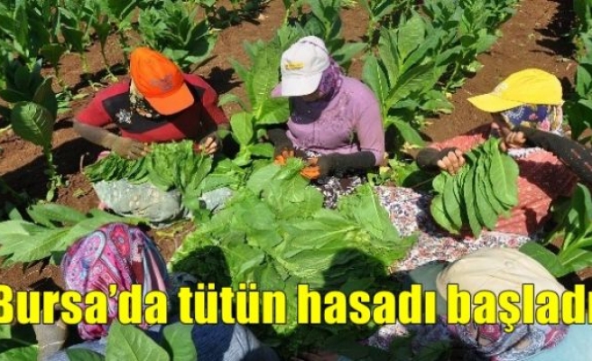 Bursa’da tütün hasadı başladı