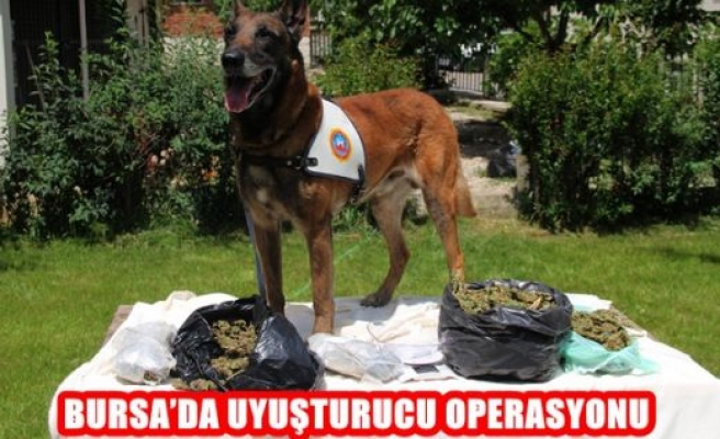 Bursa'da Uyuşturu Operasyonu