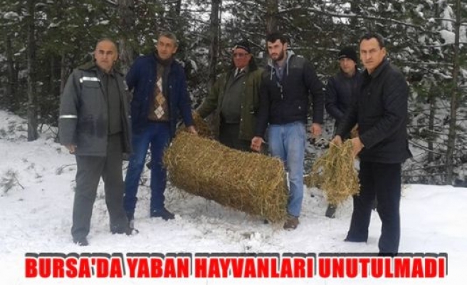 Bursa'da Yaban Hayvanları Unutulmadı