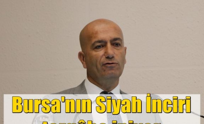 Bursa'nın Siyah İnciri tezgâha iniyor