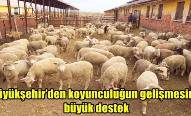 Büyükşehir’den koyunculuğun gelişmesine büyük destek