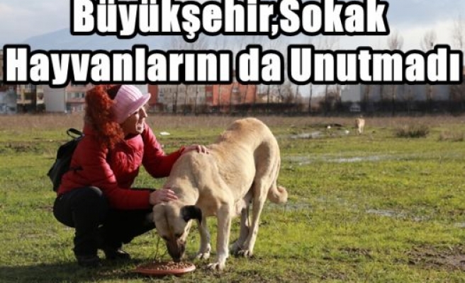 Büyükşehir,Sokak Hayvanlarını da Unutmadı