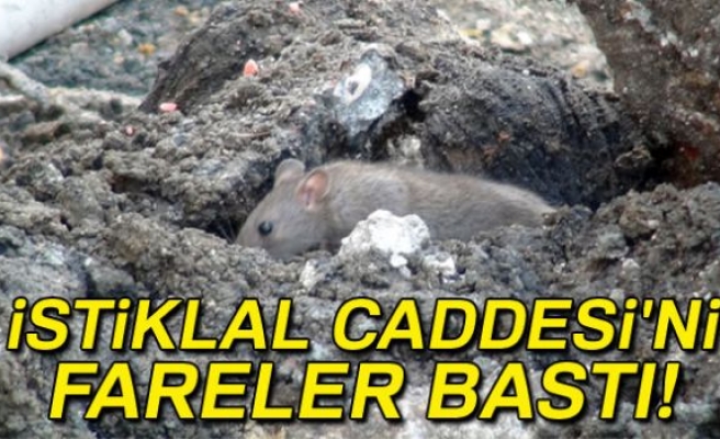 Caddeyi fareler bastı!