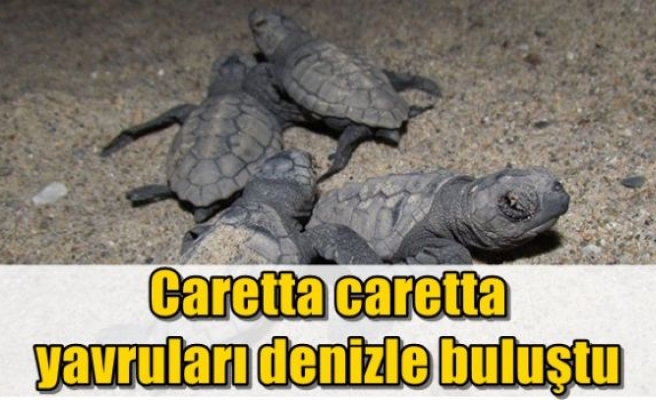  Caretta caretta yavruları denizle buluştu