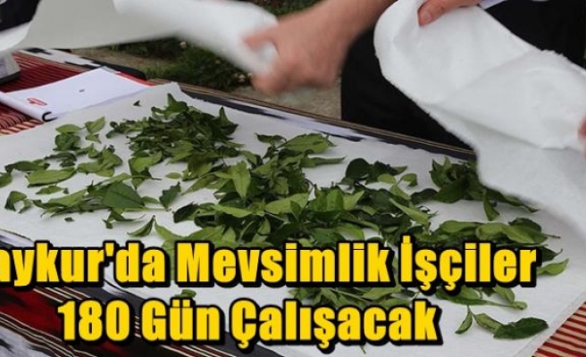 Çaykur'da Mevsimlik İşçiler 180 Gün Çalışacak